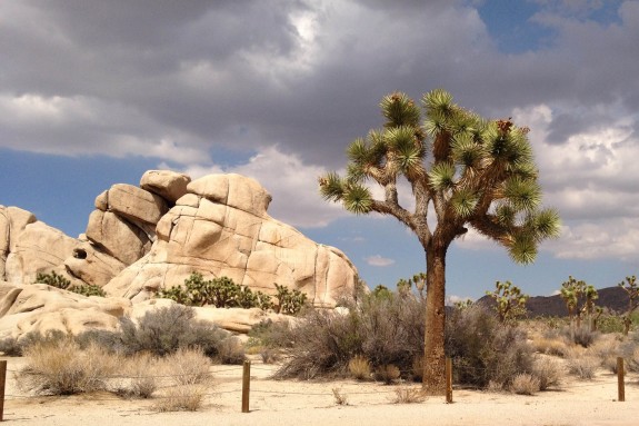 Joshua Tree National Park