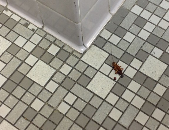 dead_cockroach